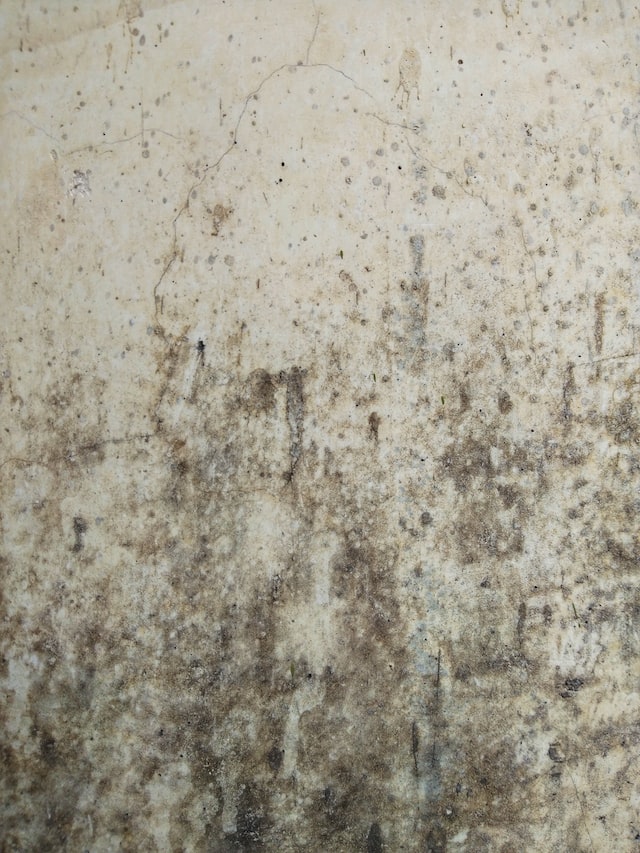 Mold identification can help you keep your home clean and healthy