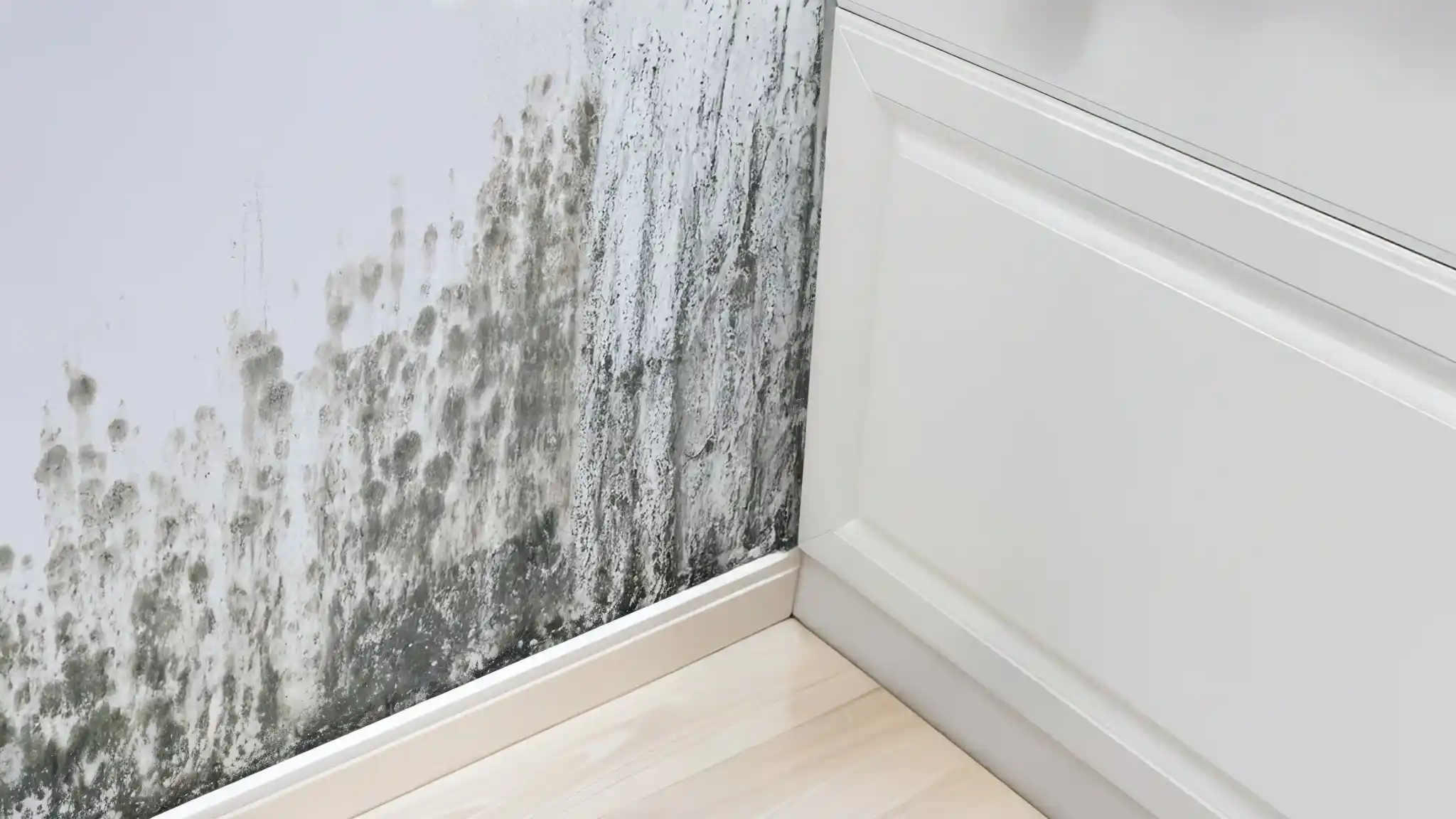 DIY Mold Removal vs. Professional Remediation: What’s the Difference?